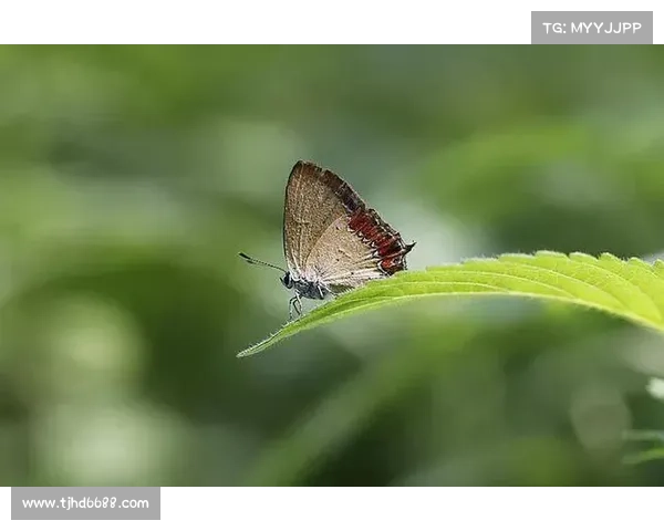 蝴蝶平原生态保护路径探讨与可持续发展实践分析 蝴蝶平原生态保护路径探讨与可持续发展实践分析